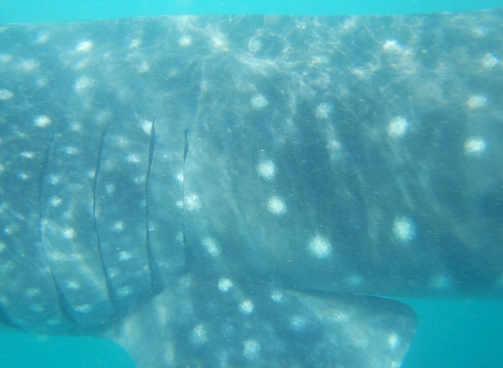 eebfed6f-a798-4ea5-8df4-b838301077e3