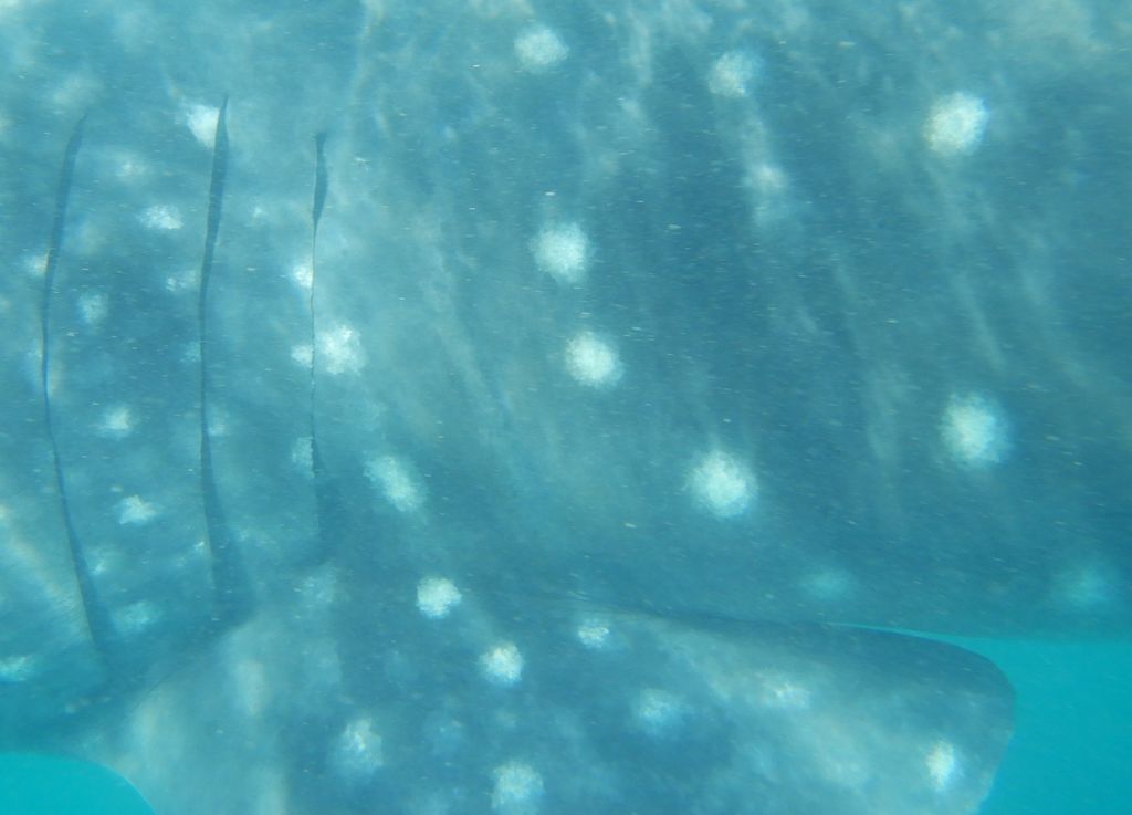 eebfed6f-a798-4ea5-8df4-b838301077e3