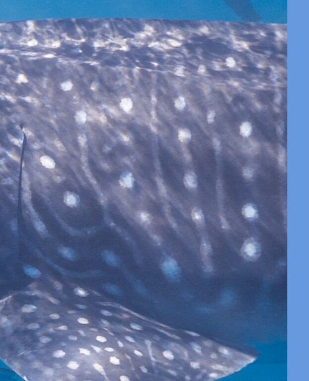 ae43bc7d-4696-46ef-835e-ea5b69c695a6