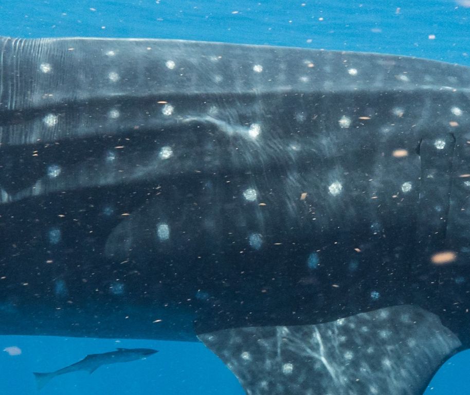 9ab0cac8-d31e-4846-bd5c-36f193fb479d