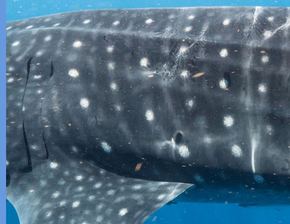 9ab0cac8-d31e-4846-bd5c-36f193fb479d