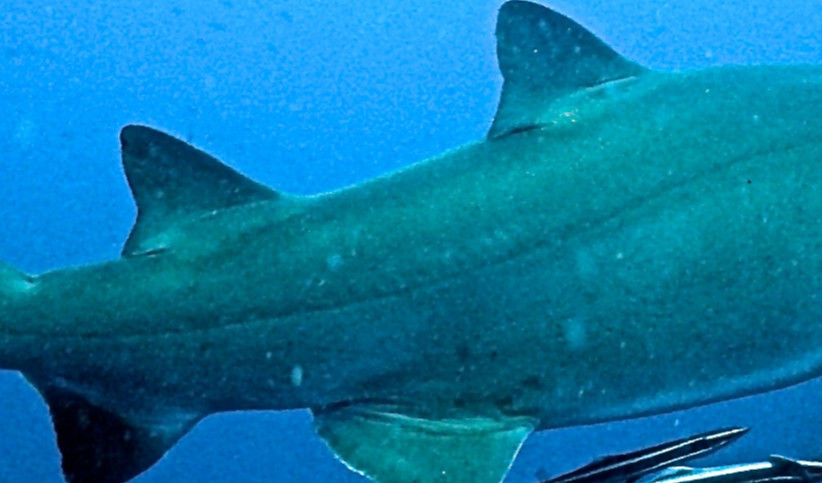 008736b6-4e96-41b4-890b-86547516bc13