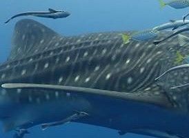 26aa73e7-afa3-4ec8-ad01-c0a25e6cf1c1