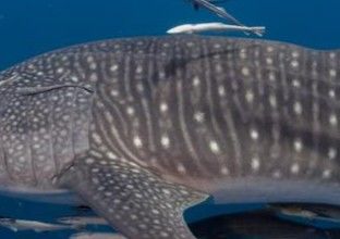 26aa73e7-afa3-4ec8-ad01-c0a25e6cf1c1