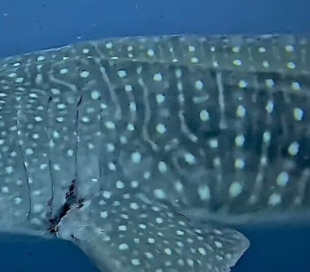 74369cd8-8115-4733-bd5e-f077d7bee227