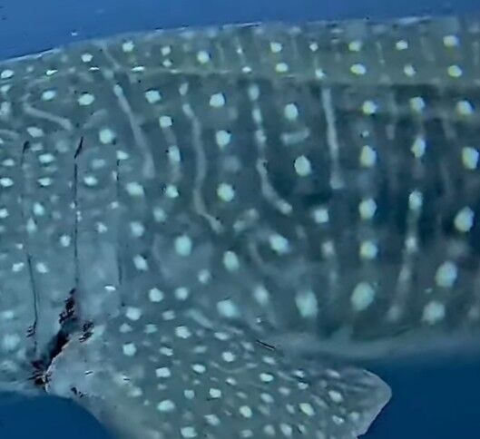 74369cd8-8115-4733-bd5e-f077d7bee227