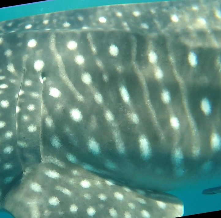 77a8cc9c-3252-4625-8dce-c9174ed45567