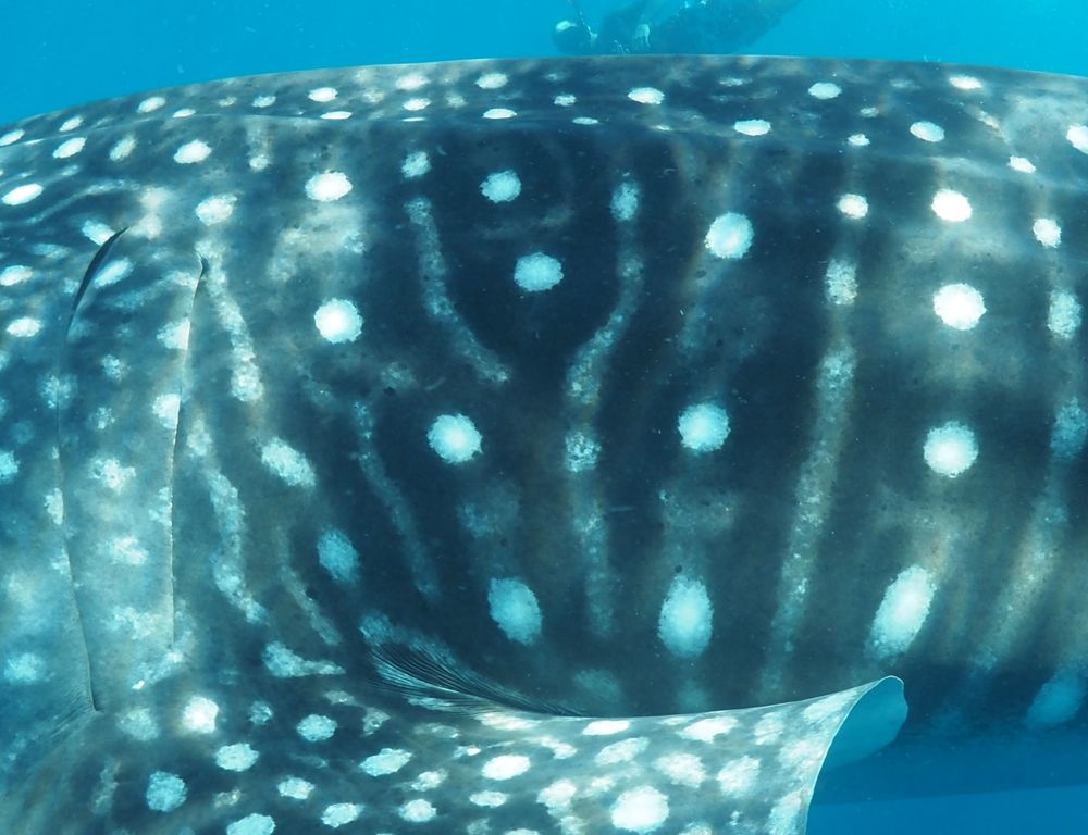 f437707d-5c35-44b4-bc18-c8542e3c1f8c