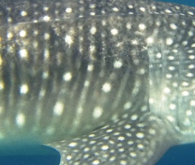 a51fe8d1-f4a6-406b-943c-7da437032611