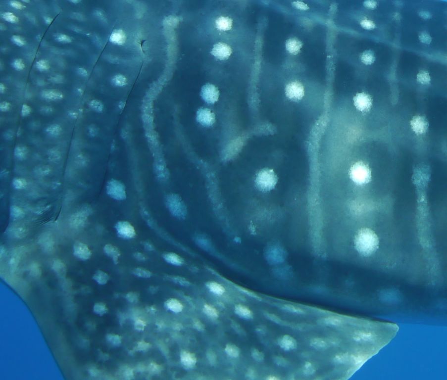 2211e823-78ee-4d11-9c99-d3954f87cf2b