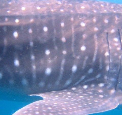 2a088e3a-caef-47e9-8a27-3741e8823aca