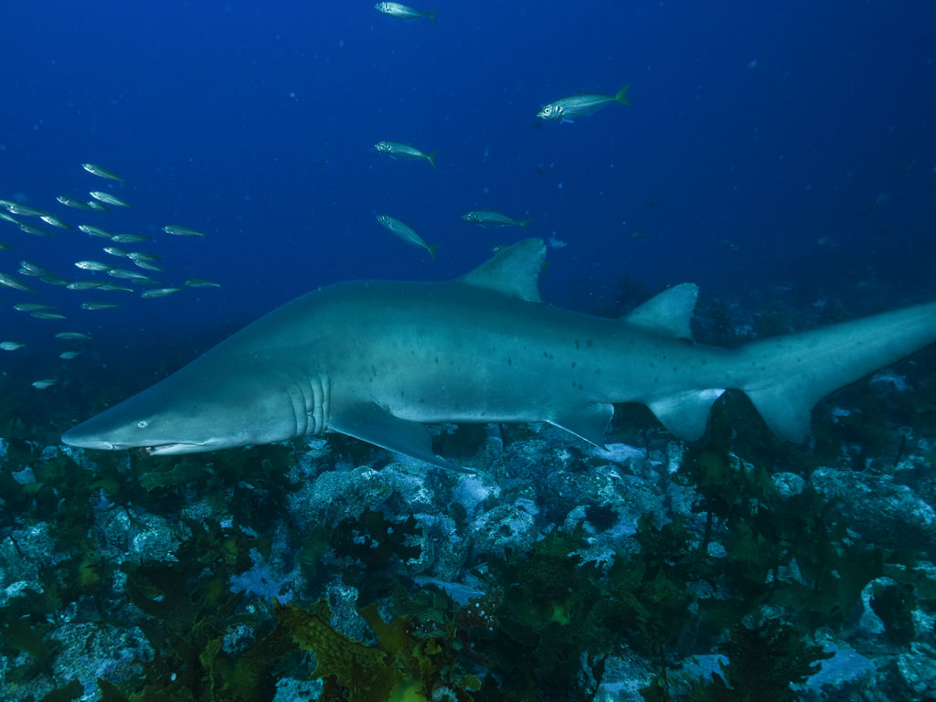 e1df262a-e096-4e45-8746-3c0bec0532e4