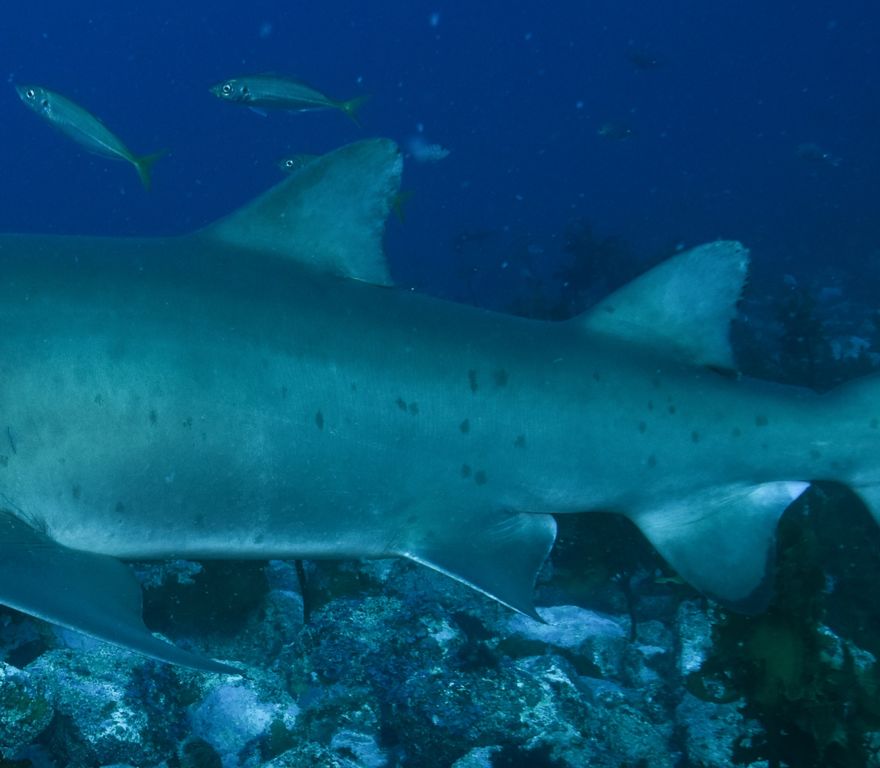 e1df262a-e096-4e45-8746-3c0bec0532e4