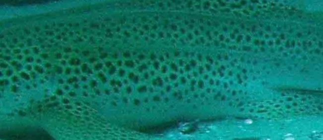 92d1e1e1-a3d3-4422-b413-28fbe513335f