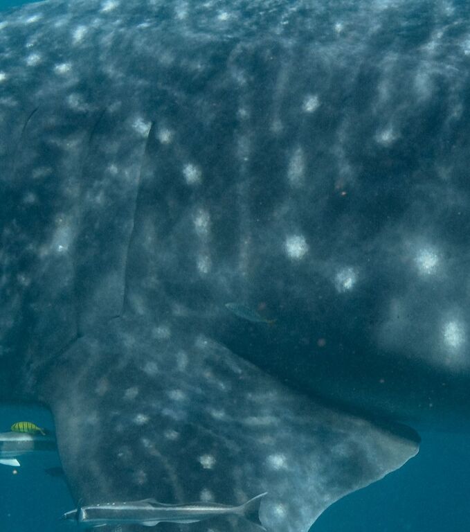 31178a2a-1186-4d2f-99cf-0a01cfeca49c