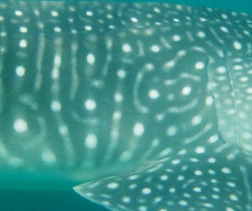 a20fedc7-a292-418f-b332-628ac6a2a52d