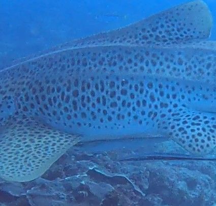 098cfc3f-e7c1-4857-b9ff-7a1d8ce08e29