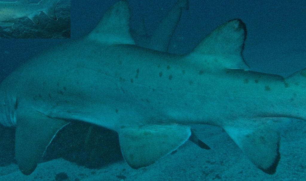 63a72196-0213-4fa2-b7e5-82753f6fc312