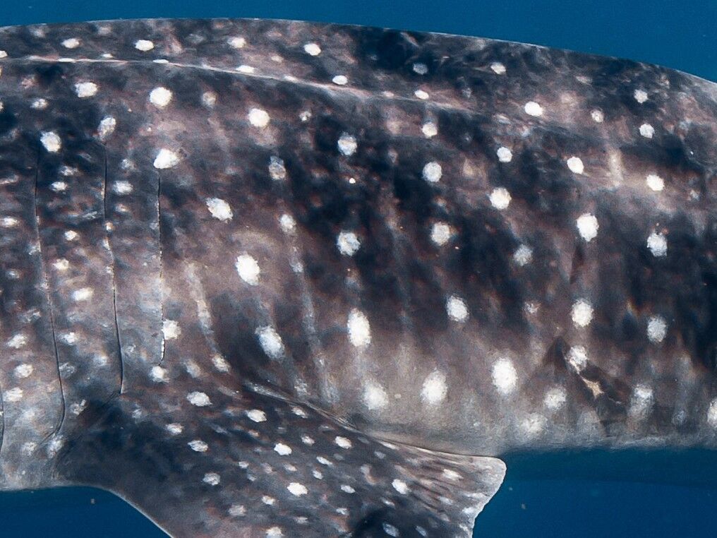 99fae9ad-0979-481e-b505-c9f409e39e3a