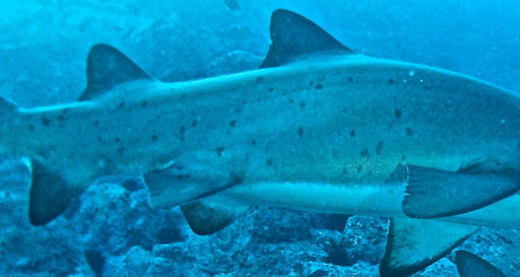 52aeab4c-e1f1-4c7c-9025-f378964778e6