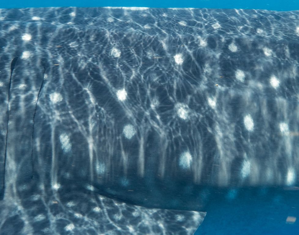 9339d94b-2acd-4cfd-9e33-3c1705db9c1e