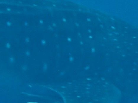 0451018a-81dd-4565-a515-a451f1f506b0