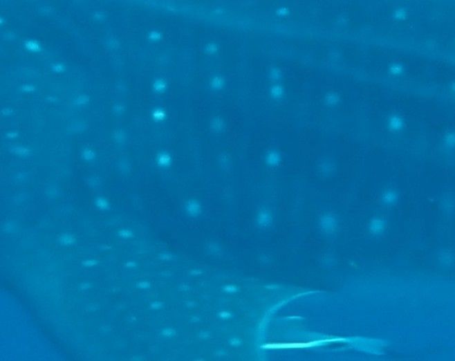 0451018a-81dd-4565-a515-a451f1f506b0