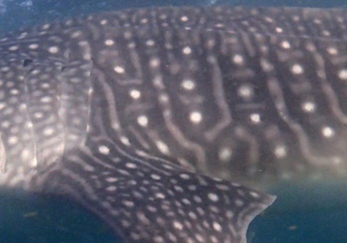 c2615aed-e54a-4ecf-8936-d654158f8dda