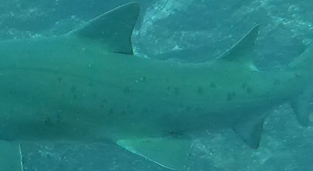 132979ac-5a0e-4c1b-a0e7-c398589a84a9