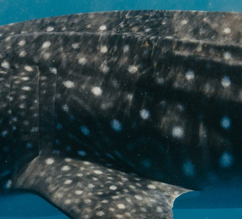 92cedd82-350d-46d0-90f6-a84156cb15a2