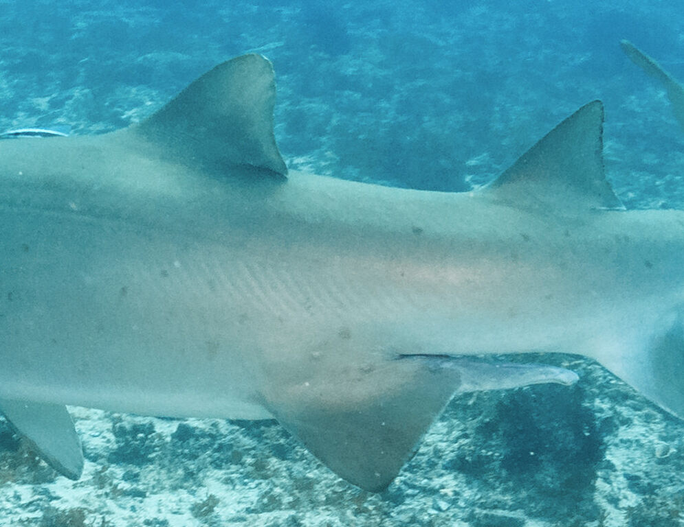 e6cdae39-38bd-4df7-adfb-cd1d679336cd