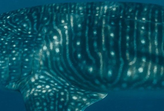 270a7a9a-c98e-425f-967c-24439723414c