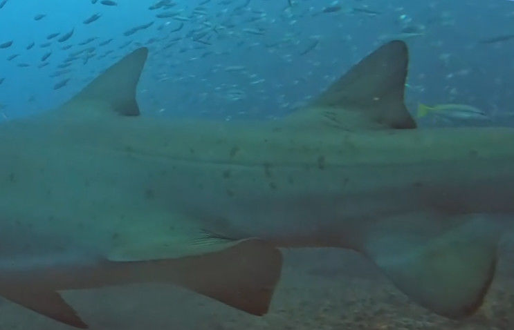 55c37906-9d5b-4bd9-8831-91845c9a6ddf