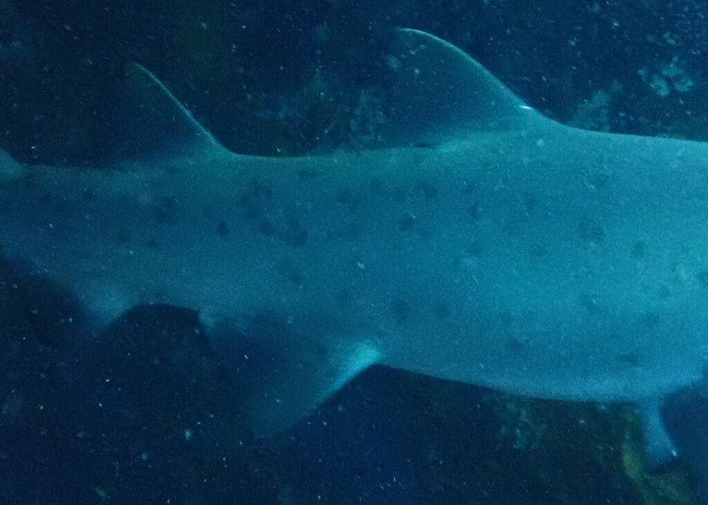 60b8cc4f-00cc-4276-aca1-e24da799cdb7