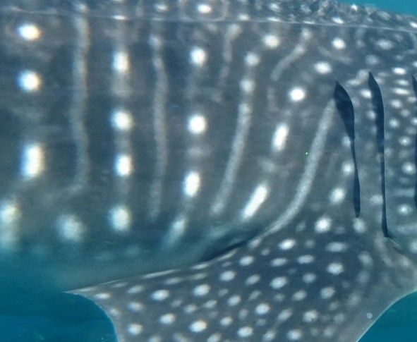 77847a24-dbfc-4b32-b229-1b6b74da0d8d