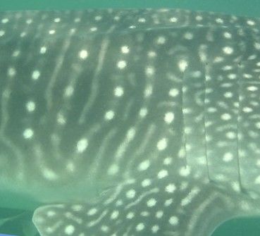 b37a36a8-9c14-43f3-83f9-a38f4bec6970