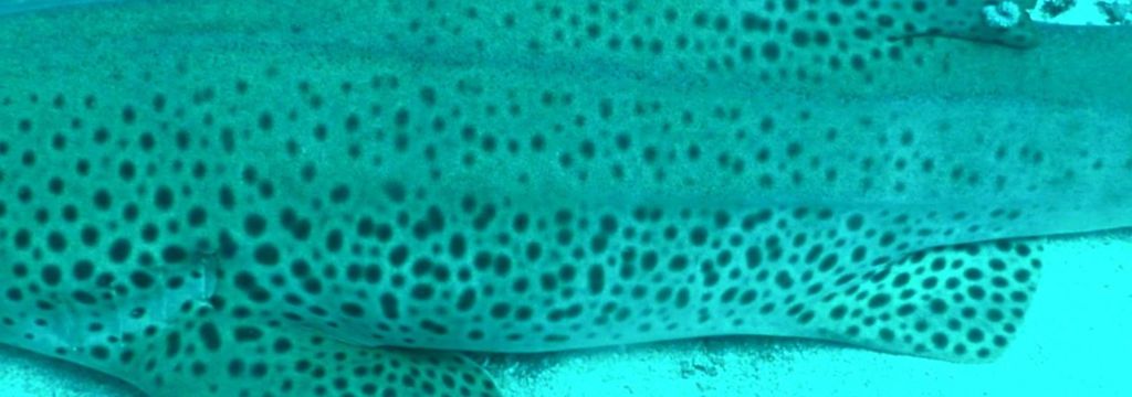 ff8f6f5f-507a-49e9-ab6c-4195df751998