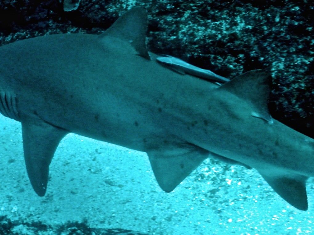 985c1045-3826-40bc-ace0-b23b87c8f837