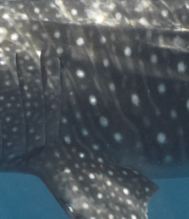 4e398a2b-d977-42aa-a2a4-98a57c60df50