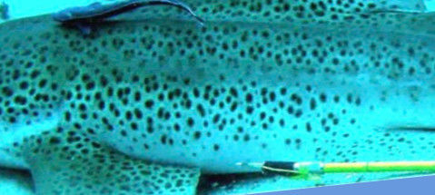 5e41a013-0c72-4419-8d66-cc91661f9c04