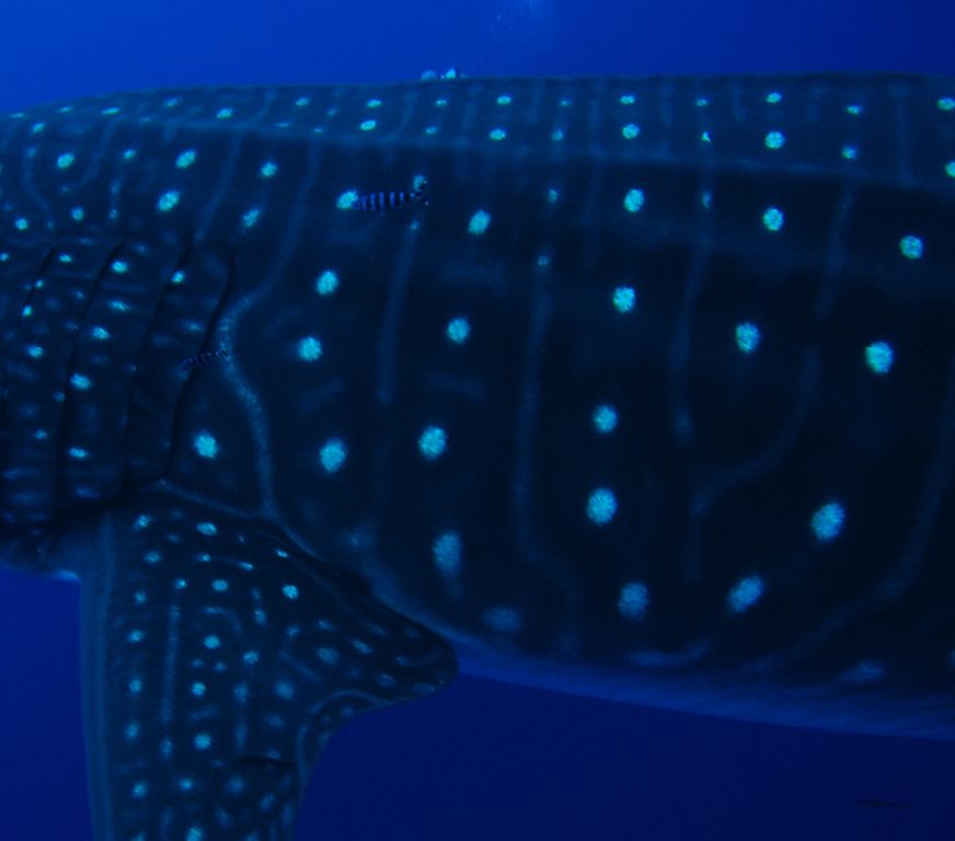 e14dce37-bea1-487c-9f6b-b41b49d2f821