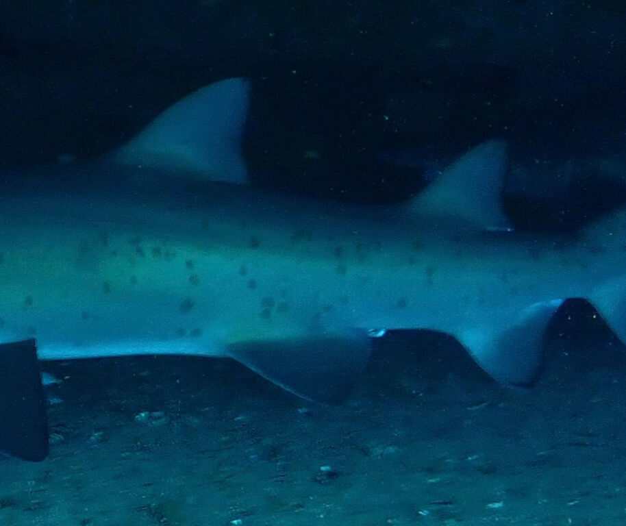 2439df16-597a-4675-88ae-6adfc3f73574