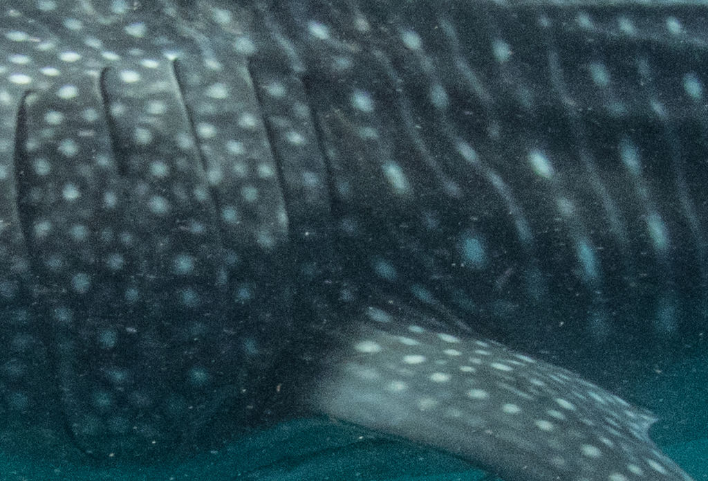 1093d8a7-5d2b-4528-852a-bed58c25c0aa