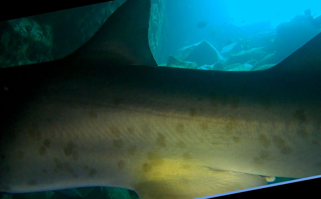 45a9f87b-291f-4d2d-a9c5-2c80aa43c9cb