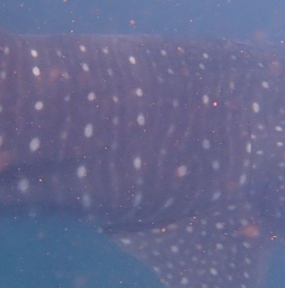 d8174a94-20e3-462c-8174-2ba23a91d0ed