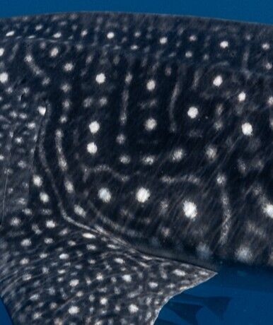 9e7a0293-9140-4429-aaf5-53e7c79d846f