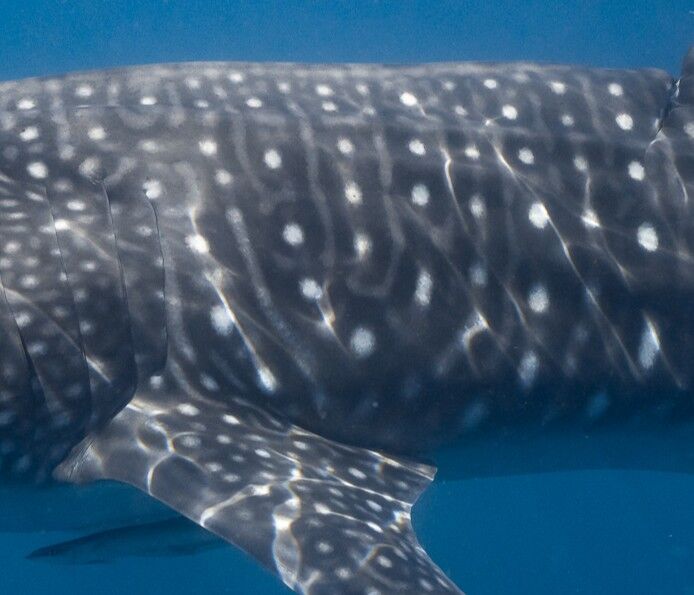 7c9e73e0-1b65-4130-8873-bd52ba86ba62