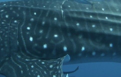 50a13338-9215-4dff-a1c3-e07aea9534d2