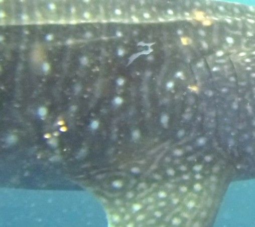 1866eb0f-f592-4f8c-9ad7-15eb00941b52