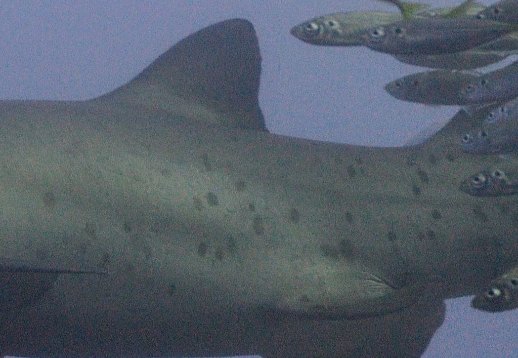 20ada251-c83c-4404-b30d-3b789ffaf995